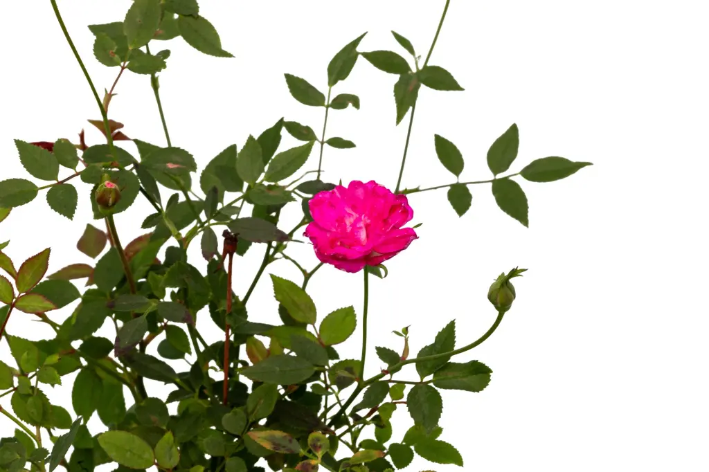 3X0A9791 .webp