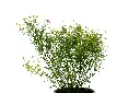 3X0A9710 .webp