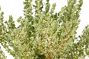ليكو فليوم 2.webp