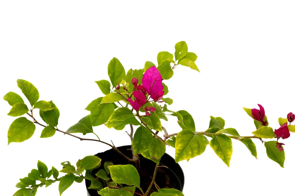 3X0A9844 .webp