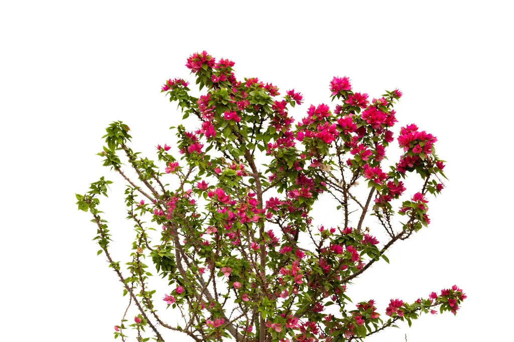 3X0A9644 .webp