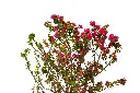 3X0A9644 .webp
