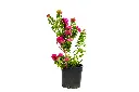 3X0A9434 .webp