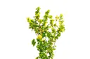 3X0A9426 .webp