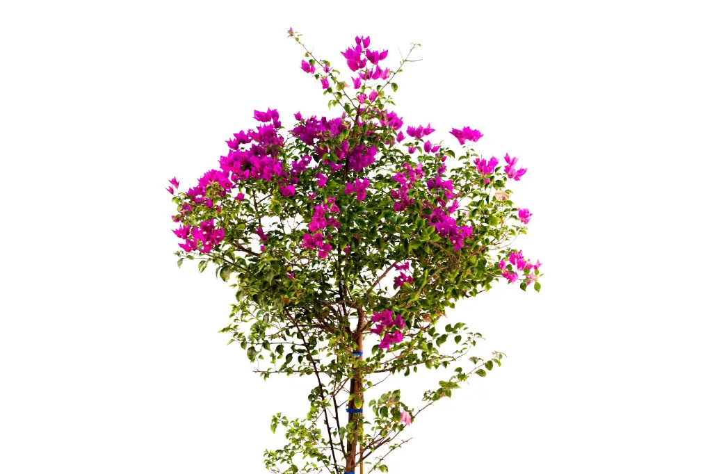 3X0A9334 .webp