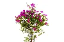 3X0A9334 .webp