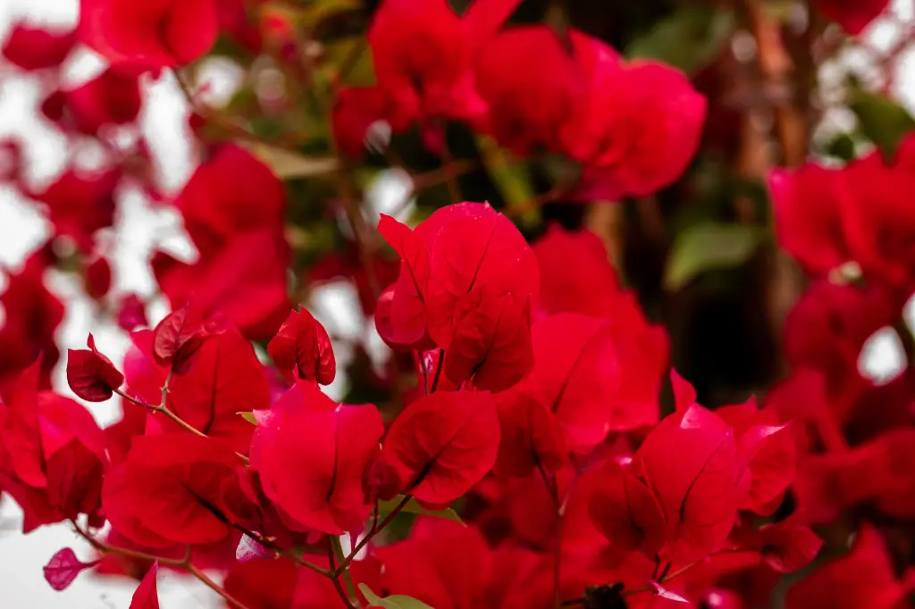 3X0A9533 .webp
