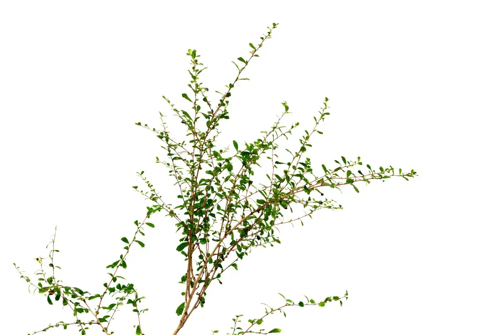 3X0A9745 .webp