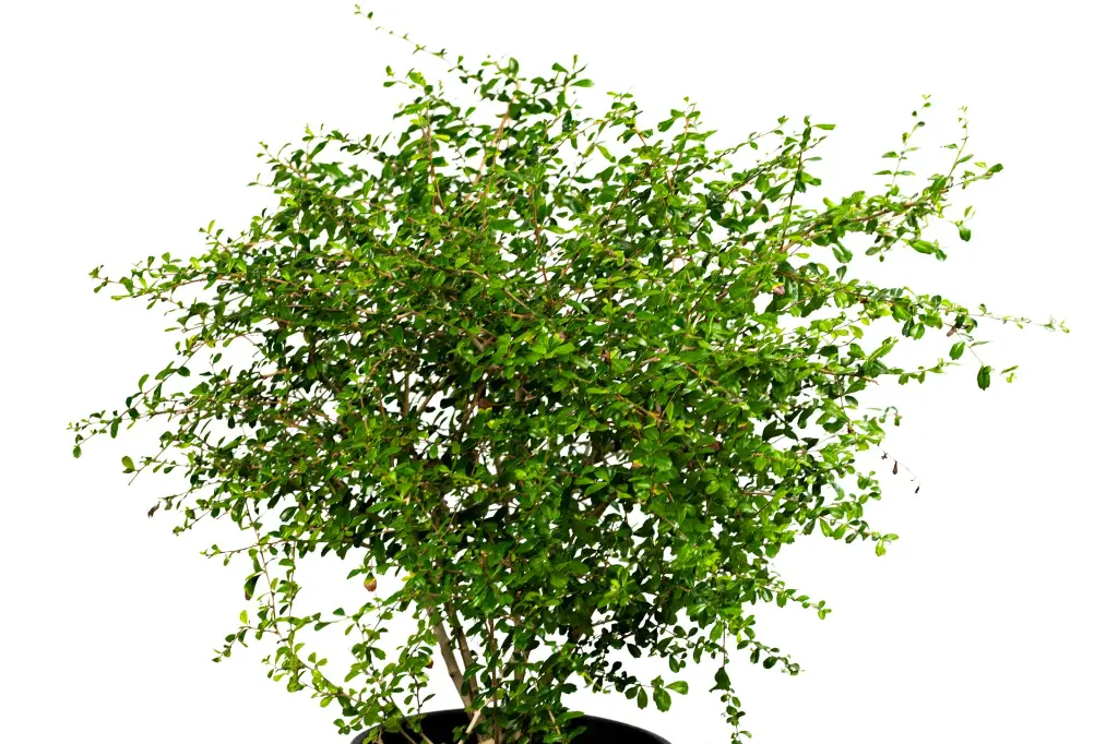 3X0A9414 .webp