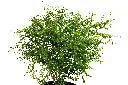 3X0A9414 .webp