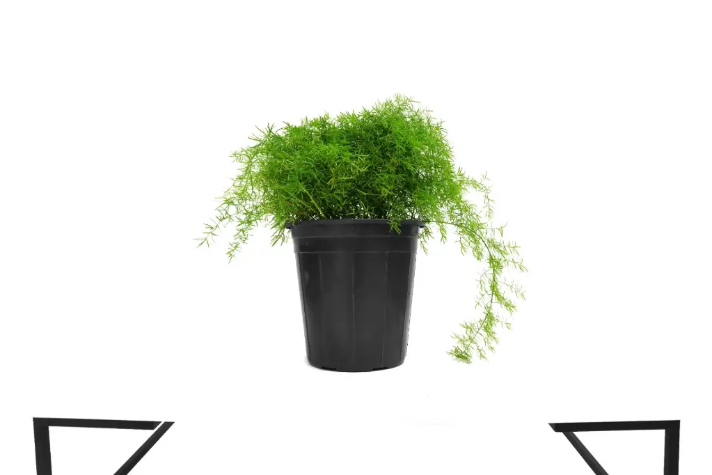 Asparagus Setaceus 25cm اسبارجس 