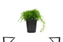 Asparagus Setaceus 25cm اسبارجس 