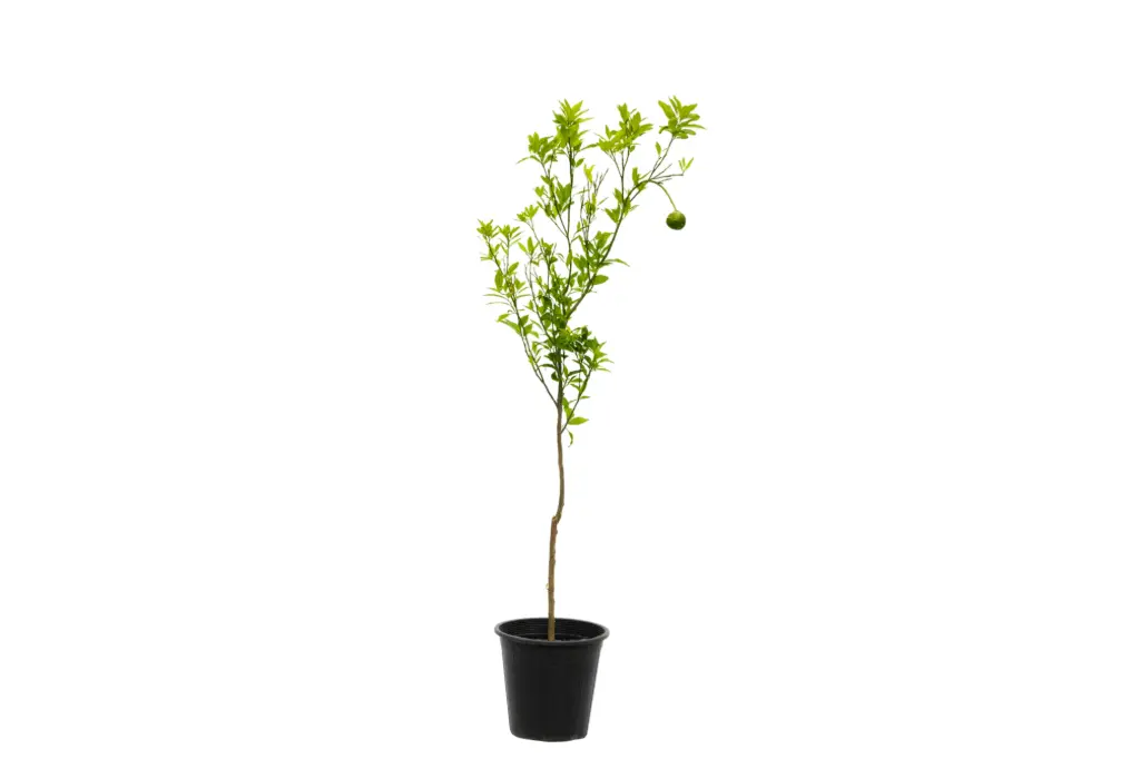 #Citrus Reticulata Small Egypt 25cm افندي بلدي 