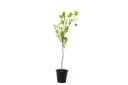 #Citrus Reticulata Small Egypt 25cm افندي بلدي 