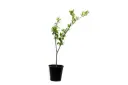 citrus reticulata morkite 25cm 