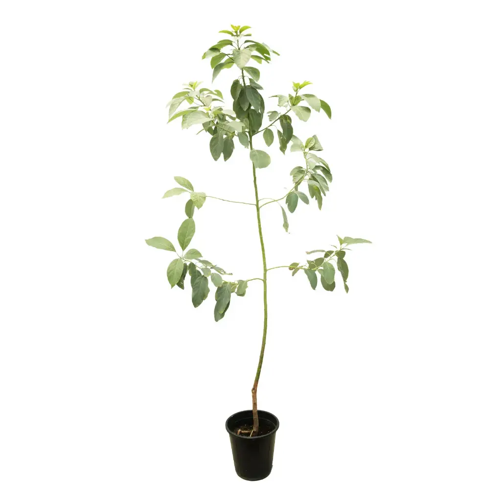 CITRUS RETICULATA MORKITE 35CM افندي موركيت 