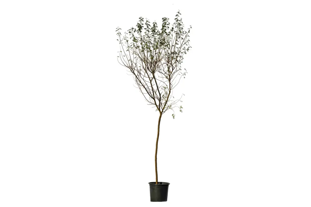 #CASSIA ARABICA 40cm اكاسيا اربيكا 