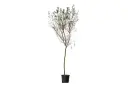 #CASSIA ARABICA 40cm اكاسيا اربيكا 