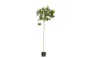 ##CASSIA GALUACA 1.5 INCHES 35 CM اكاسيا جلوكا 
