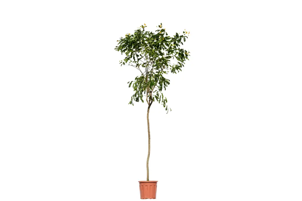 ##CASSIA GLAUCA 2.5 INCHES اكاسيا جلوكا