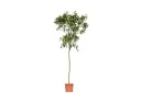 ##CASSIA GLAUCA 2.5 INCHES اكاسيا جلوكا