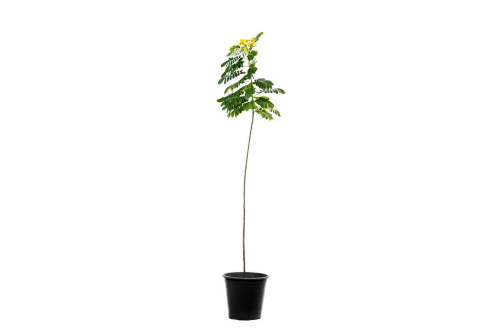 CASSIA GLAUCA 25 CM اكاسيا جلوكا 25سم