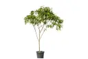 #CASSIA GLAUCA INCHES 40CM  اكاسيا جلوكا  