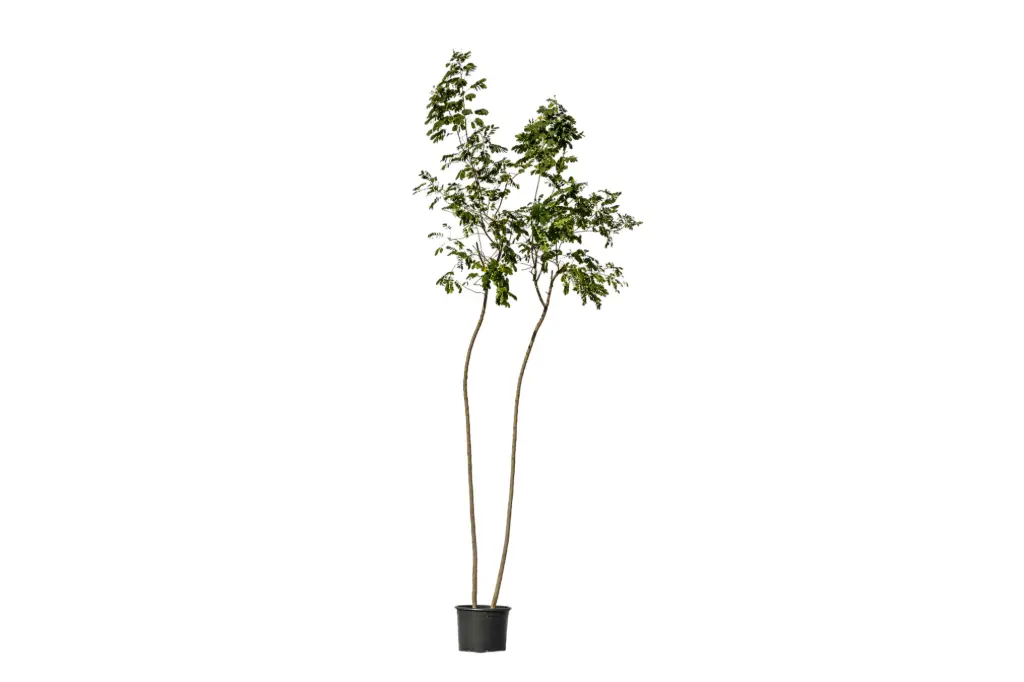 #CASSIA GLAUCA DOUBLE TRUNK 1.5 INCHS 35CM اكاسيا جلوكا دبل  