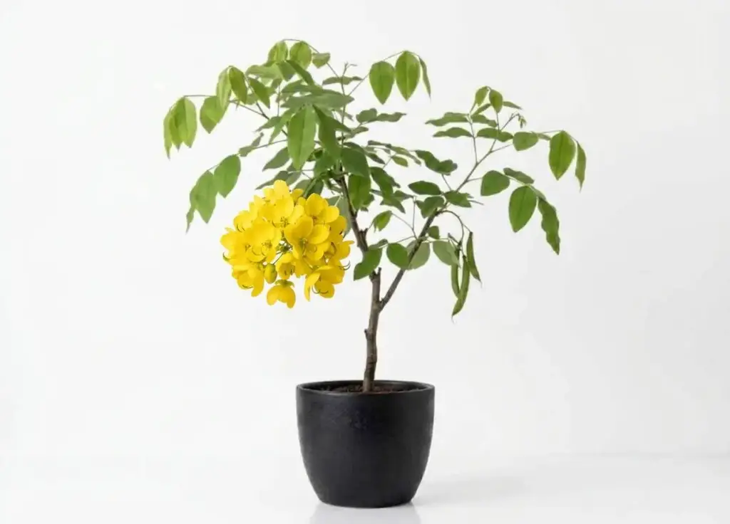 ####CASSIA GLAUCA 2.5 INCHES اكاسيا جلوكا 