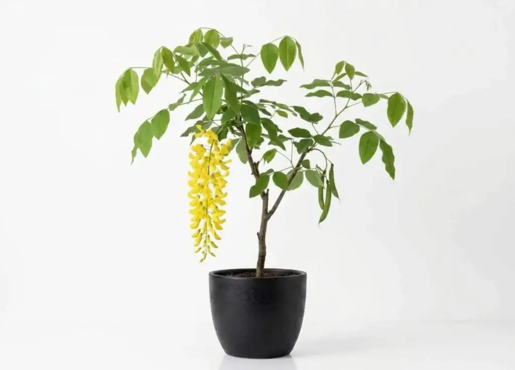 #CASSIA FISTULA 2.5 INCH اكاسيا فستيولا