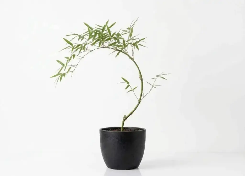 #CASSIA NODOOSA 1.5 INCHS 35CM اكاسيا نودوزا