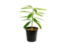 #ALSTONIA 25CM الستونيا 