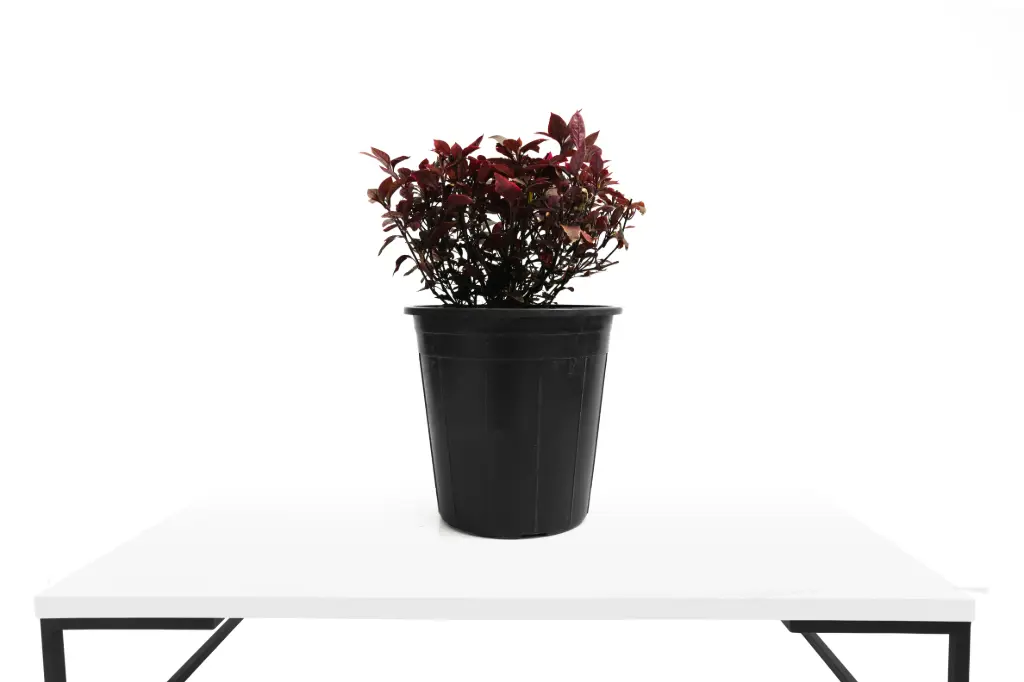 Alternanthera 25cm النتيرا باكستاني 
