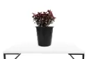 Alternanthera 25cm النتيرا باكستاني 