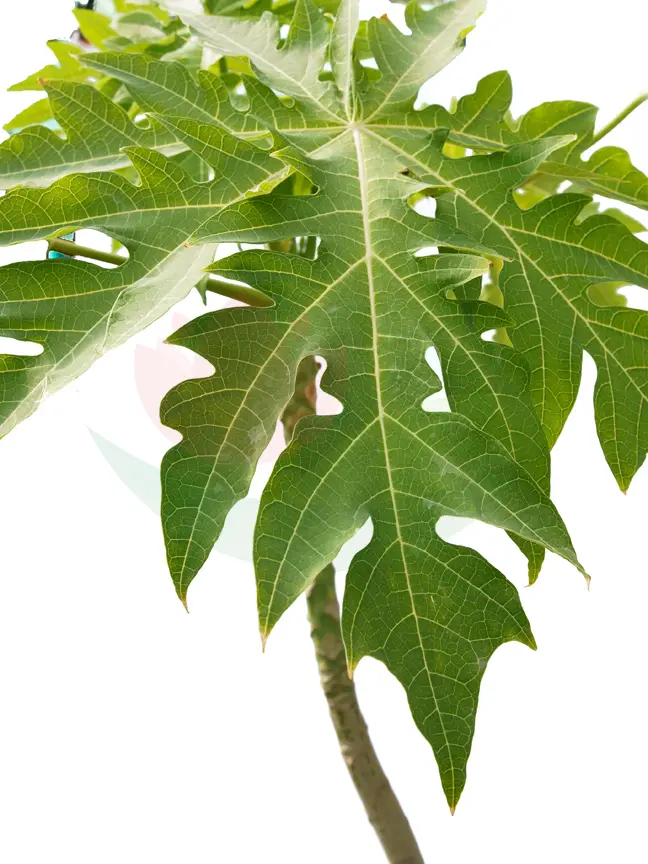 babaia 25cm 