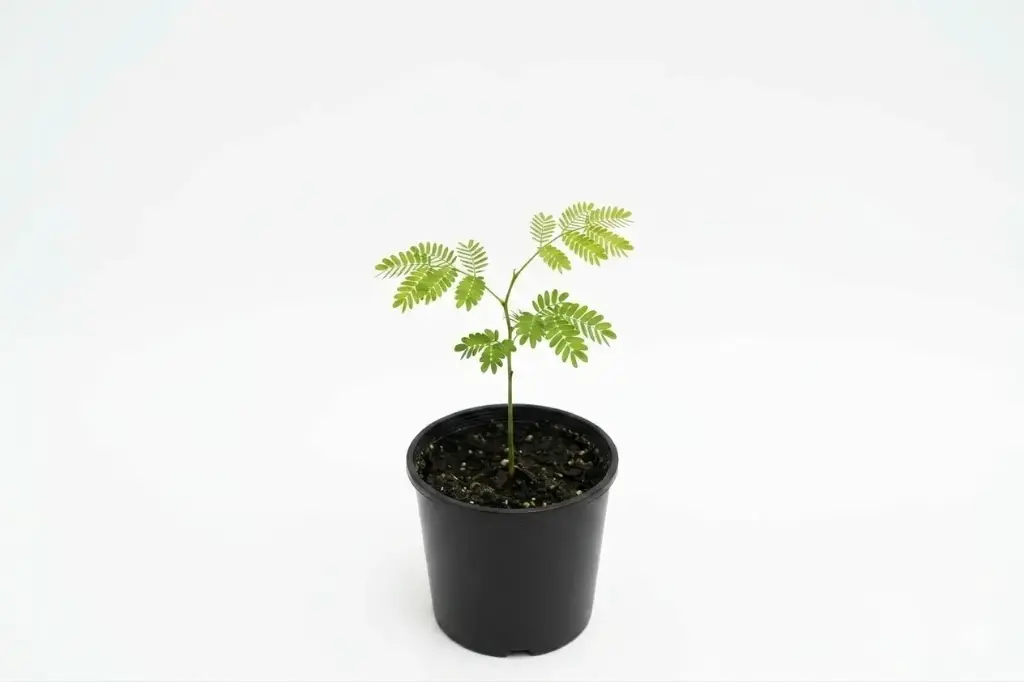 ###ALBIZIA LEBBECK 2.5 INCH