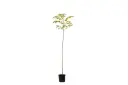 calliandra 14cm 