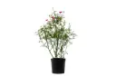 Babe Roses 14cm بيبي روز 