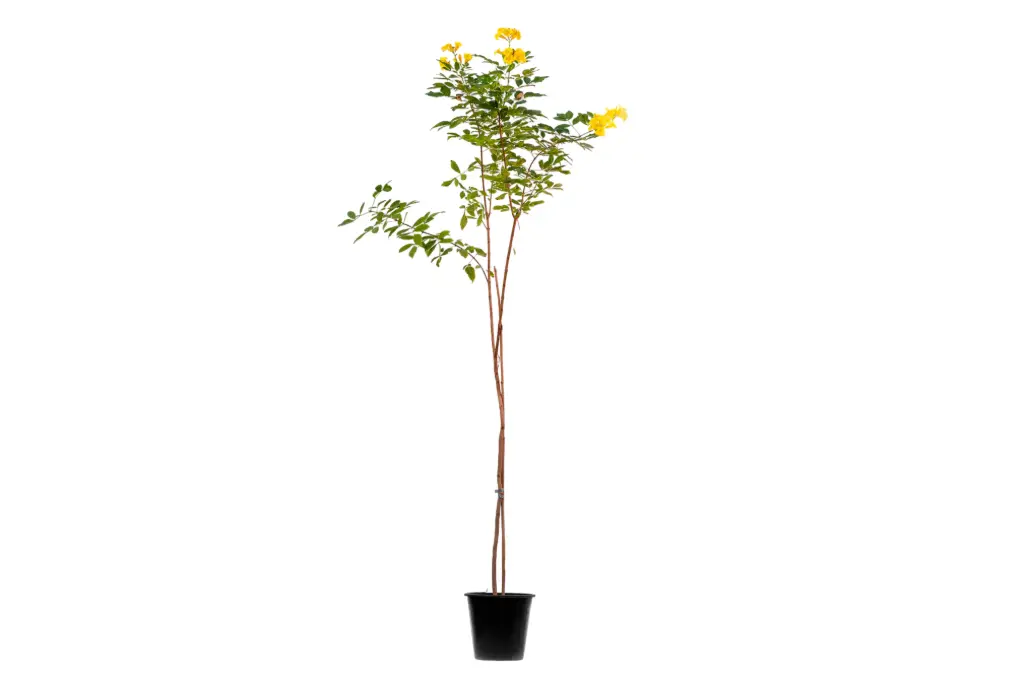 #TECOMA STANS 25CM تيكوما ستانس 