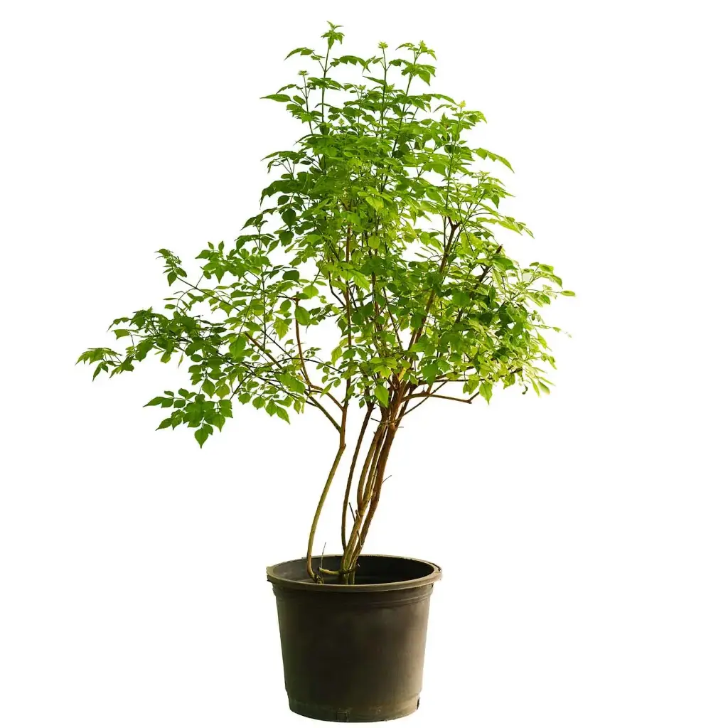 tecomaria 35cm 