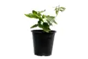 SPANISH FIG 25CM