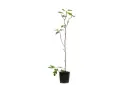 #SPANISH FIG 30CM