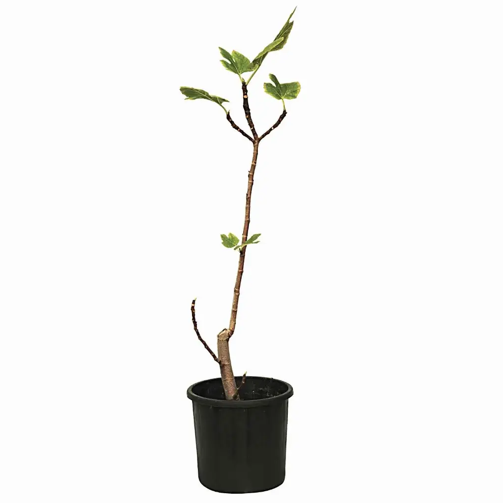 Fig Zafiro 25cm تين زافيرو