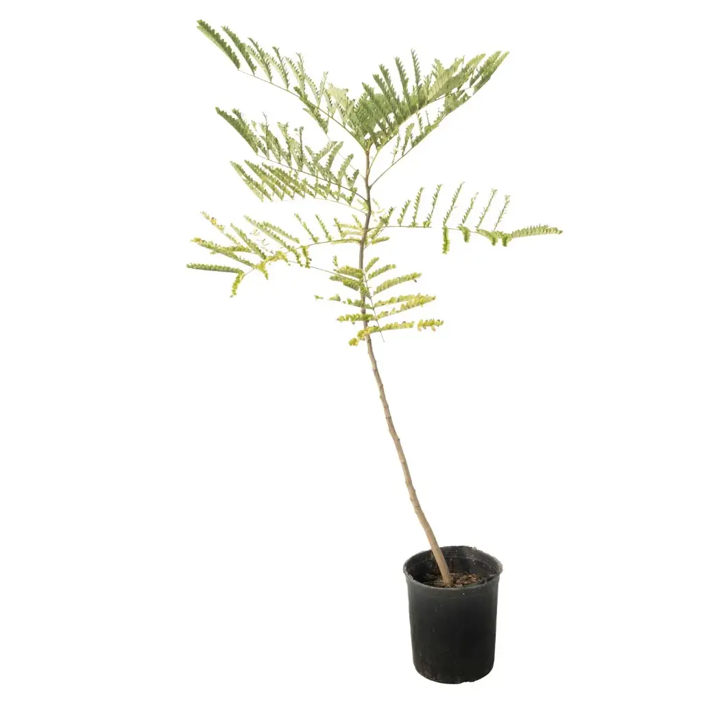 Jacaranda 14cm جاكرندا