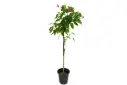 Jatropha 25cm جتروفا 
