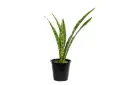 Sansevieria 25cm جلد النمر 
