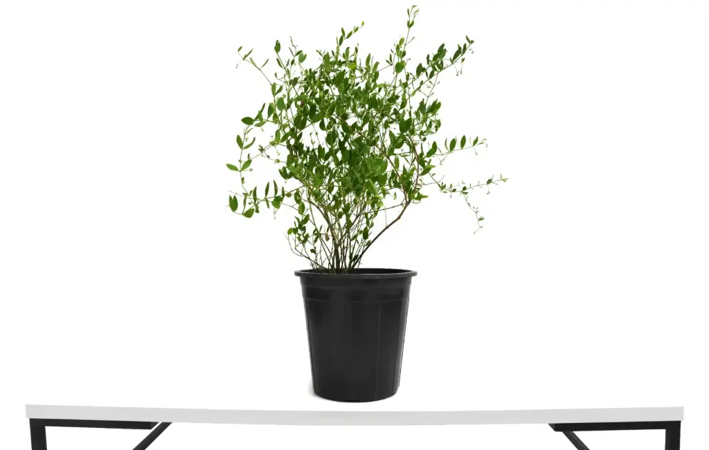 Jojoba 25 cm جوجوبا 