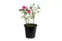 damascena roses 25cm 