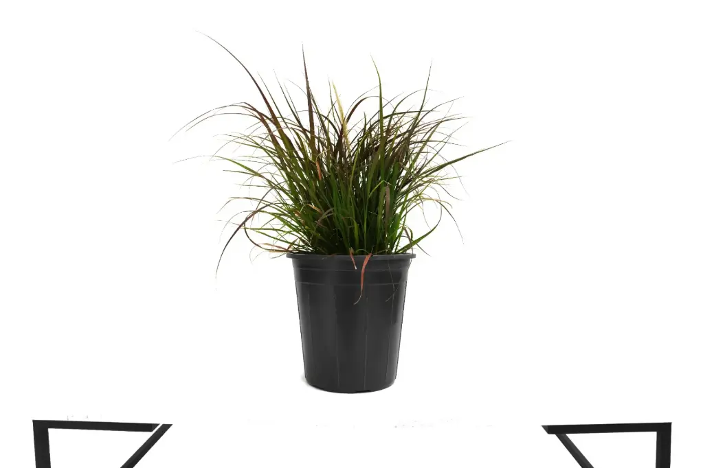 #PENNISETUM RED 25CM حلفا حمراء 
