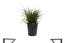 #PENNISETUM RED 25CM حلفا حمراء 